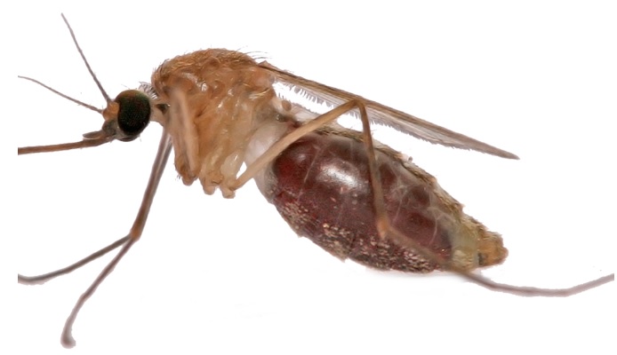 Una mutación causa la resistencia del mosquito portador de malaria al DDT