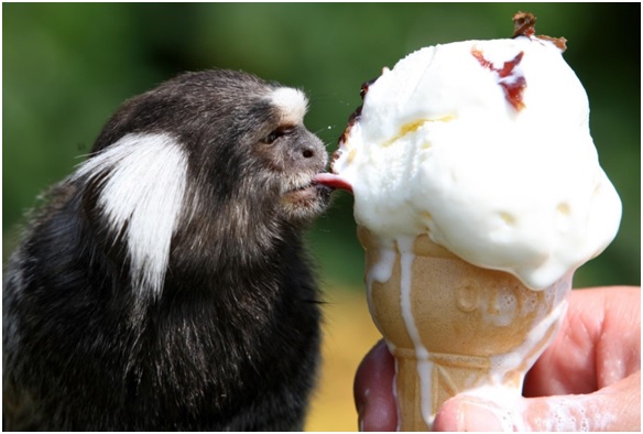 Cómo el calentamiento global está cambiando el Reino Salvaje