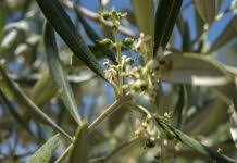 COAG-A muestra su preocupación por el estrés hídrico acumulado para el sector del olivar