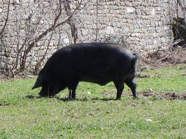 Cicytex desarrollará hasta 2019 un Proyecto sobre Estrategias de Sostenibilidad Transferibles al Ibérico