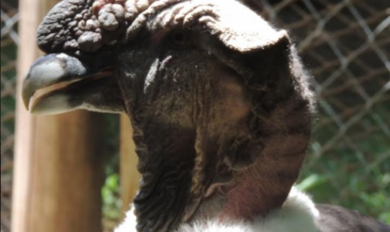 Este cóndor lleva 1 año recuperándose