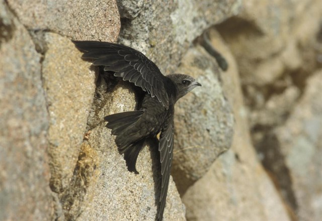 Aumenta la población de vencejos en Almansa con 10.100 parejas