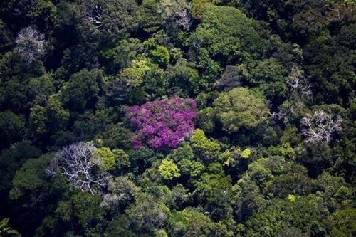 Moratoria de la Soja 1 – Deforestación 0