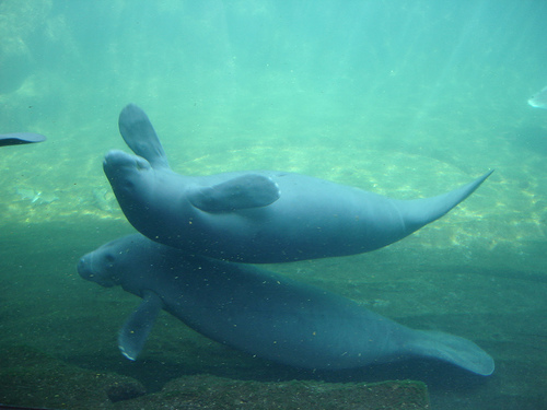 Científicos resuelven el enigma de la migración de los manatíes