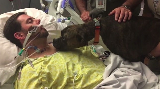 El perro que se despide para siempre de su dueño (VIDEO)