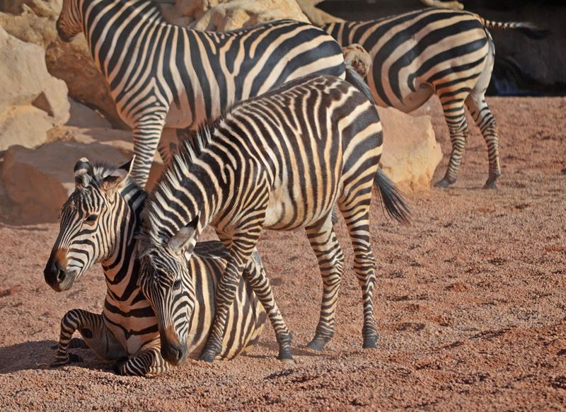 La primera cebra nacida en Bioparc Valencia será el macho reproductor