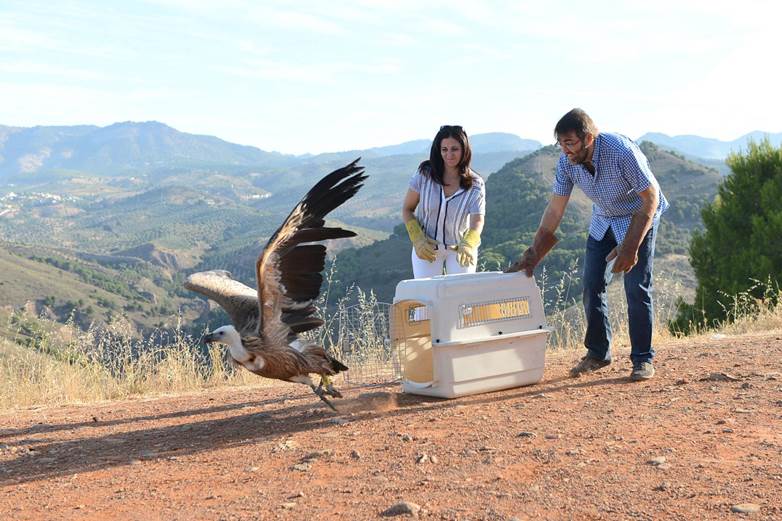 El Centro de Recuperación de Especies Amenazadas de Granada ha ingresado 514 ejemplares
