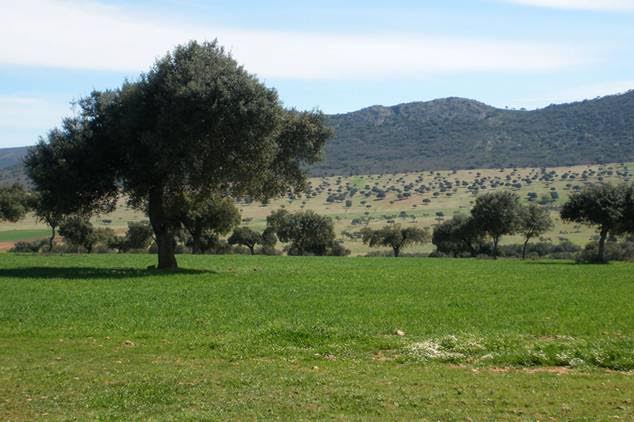 Ayudas agroambientales en Andalucía para 2015