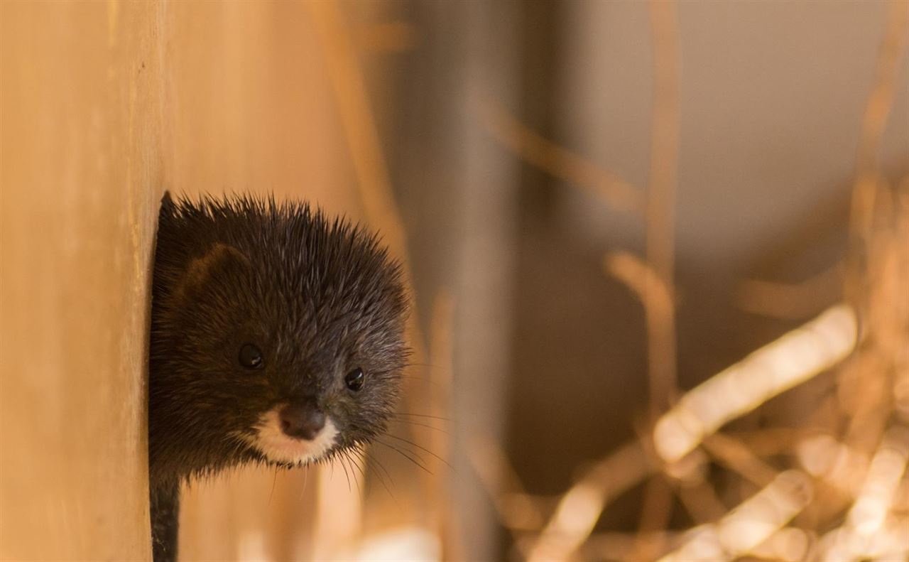 Salvando al ‘visón europeo’