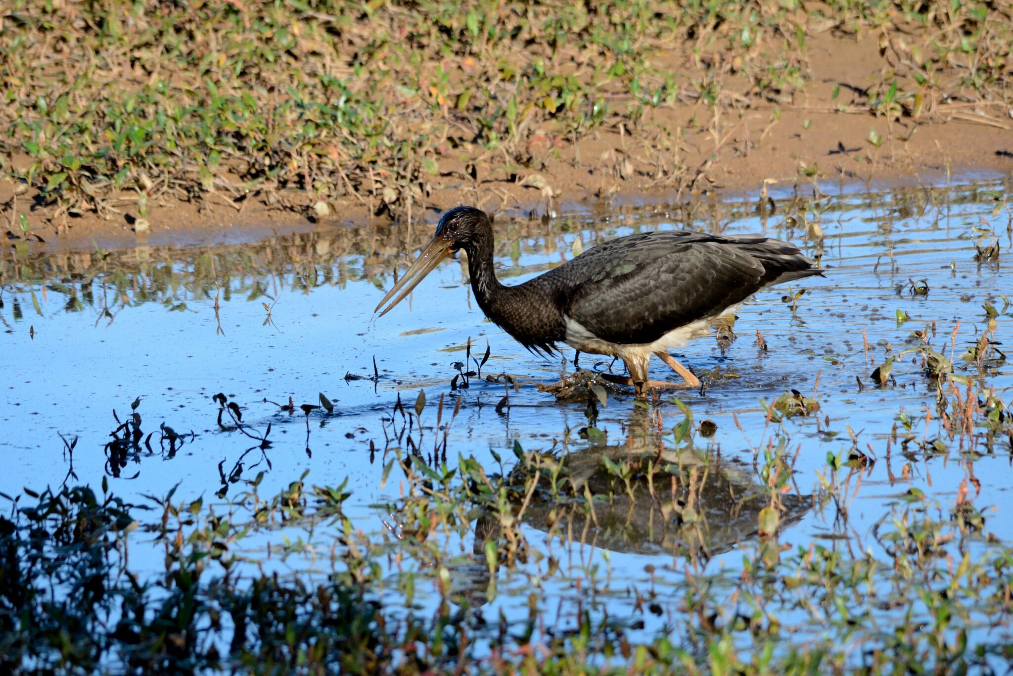Hoces del Riaza: el Refugio de Rapaces cumple 41 años