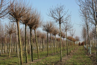 Implementación de árboles de viveros para fomentar la ‘diversidad’ en el paisaje andaluz
