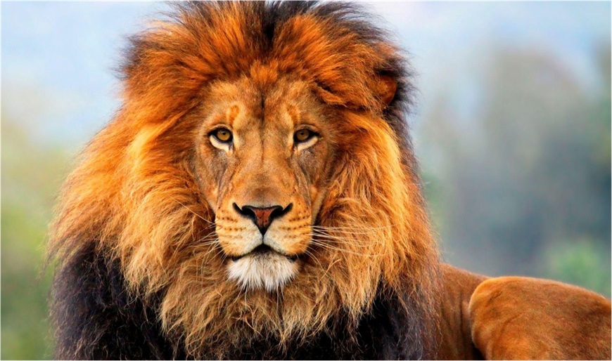 El miedo a los grandes carnívoros ayuda a restaurar los ecosistemas