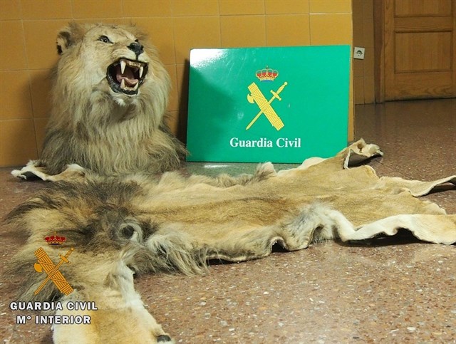 El Seprona interviene en Miranda (Burgos) una piel de león y su cabeza naturalizada