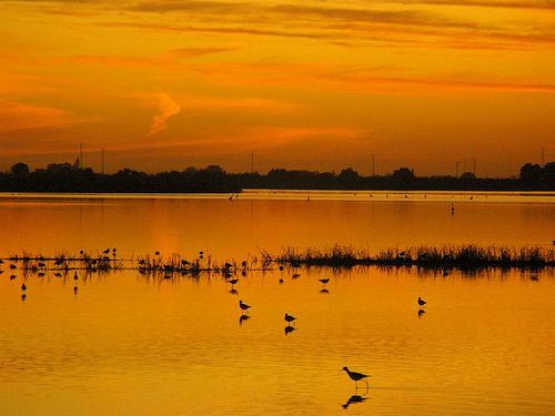 WWF pide ampliar la superficie protegida de Doñana