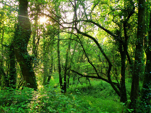 Rechazo frontal a vender bosques para reducir el déficit