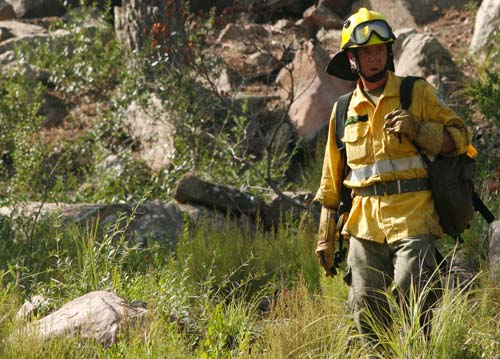 Restauración forestal de los incendios en Menorca