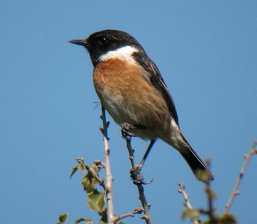 Guardia Civil decomisa en Huelva 31 ejemplares de aves fringílidas que estaban expuestas para su venta