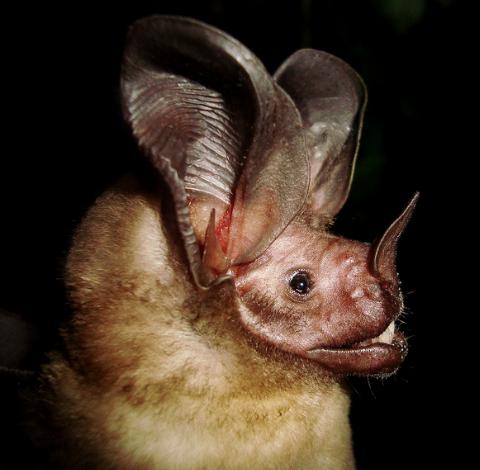 Un hongo amenaza la supervivencia del murciélago en Estados Unidos