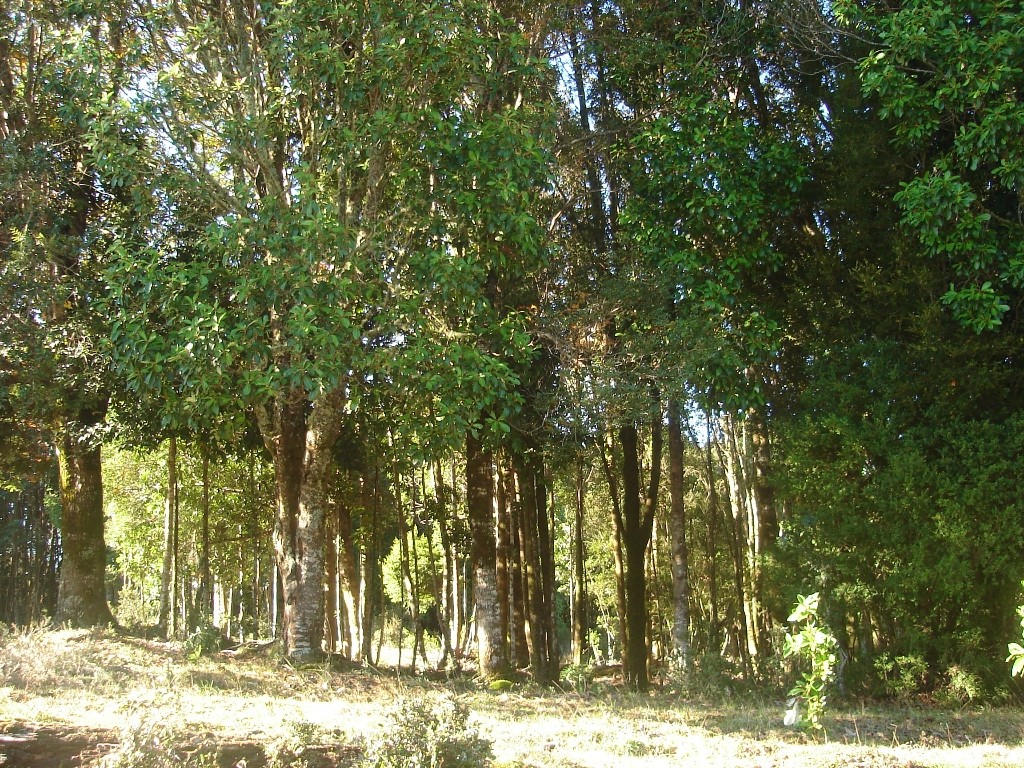 Experto en bosque nativo lamentan catástrofe de Torres del Paine en Chile y llaman a profundizar legislación