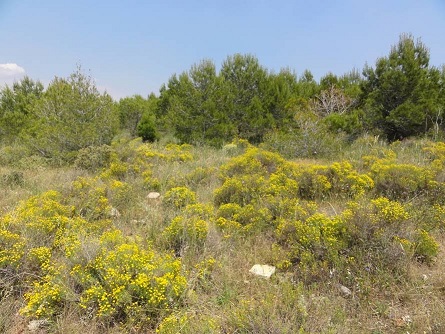 Los terrenos degradados restaurados con lodos de depuradora secuestran hasta un 37% más de carbono