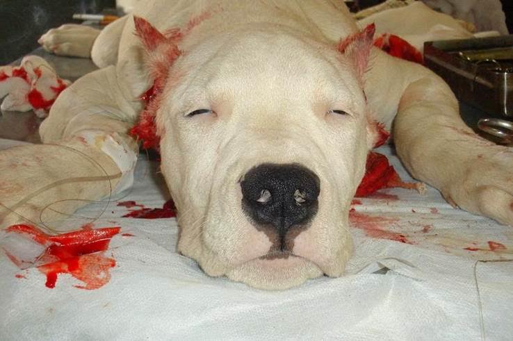 Fiscalía pide diez meses de prisión a un hombre acusado de amputar orejas y rabos a perros en Huelva