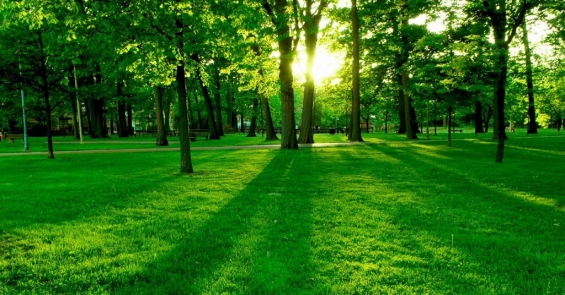 Honduras. Restaurarán 35 mil hectáreas de bosques en 5 años