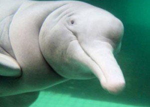 Venezuela: de una úlcera gástrica y tristeza murió la tonina Helena