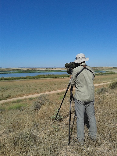 Más de una treintena de aves acuáticas reproductoras contabilizadas en el último censo en lagunas de La Mancha Húmeda