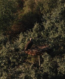 El buitre negro se instala por primera vez en nidos coinstalados por Junta de Andalucía en Portugal