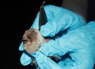 Hongo asesino se propaga a murciélago gris en peligro de extinción en EEUU
