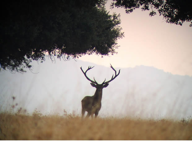 Red natura 2000 celebra su 20 aniversario en cabañeros
