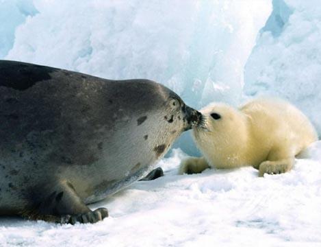 Concentración frente a la embajada de Canadá contra la matanza de focas