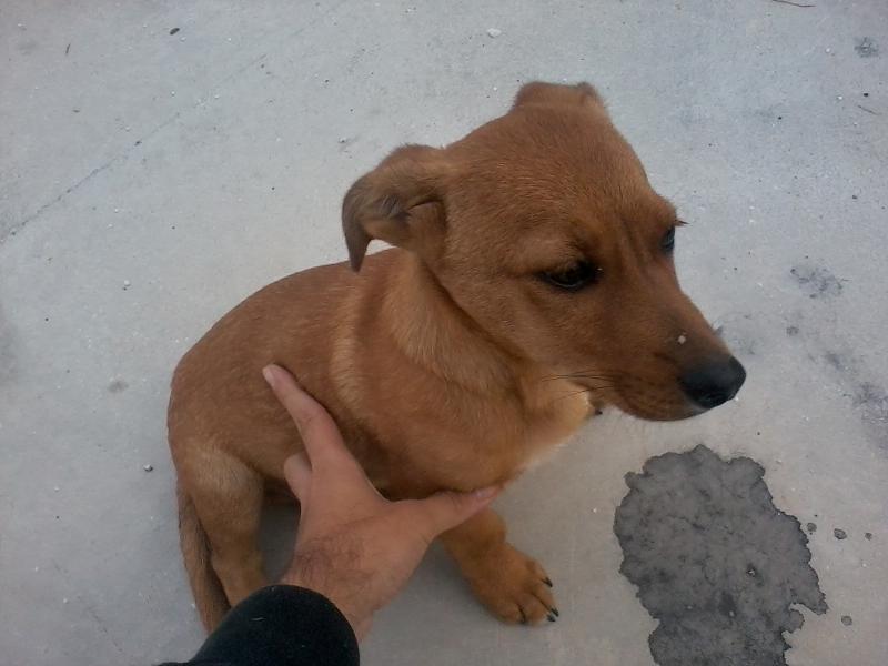 La Diputación buscará financiación para proyectos hídricos y asumirá la recogida de animales abandonados en Coín