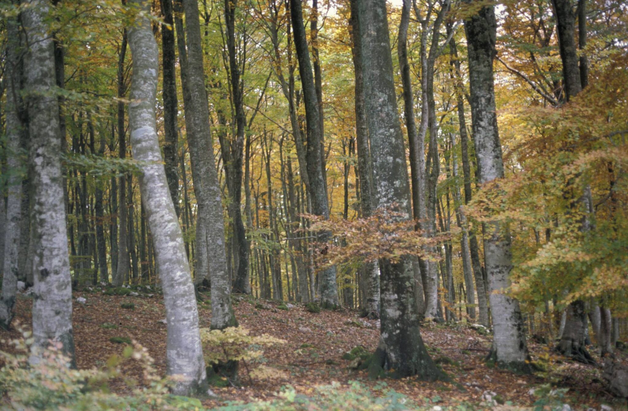 Plataforma de e-learning para la formación de científicos forestales