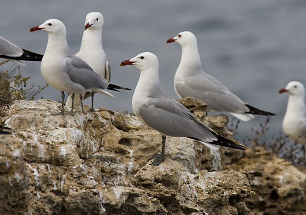 Conoces el mayor hábitat de la gaviota de Audouin