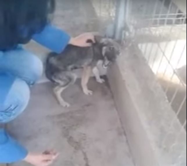 Cómo reacciona un perro tras años de maltrato (Vea VIDEO)