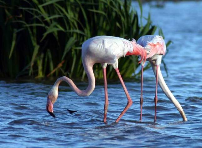 Día Mundial del Medio Ambiente en los Parques Nacionales de Las Tablas de Daimiel y Doñana