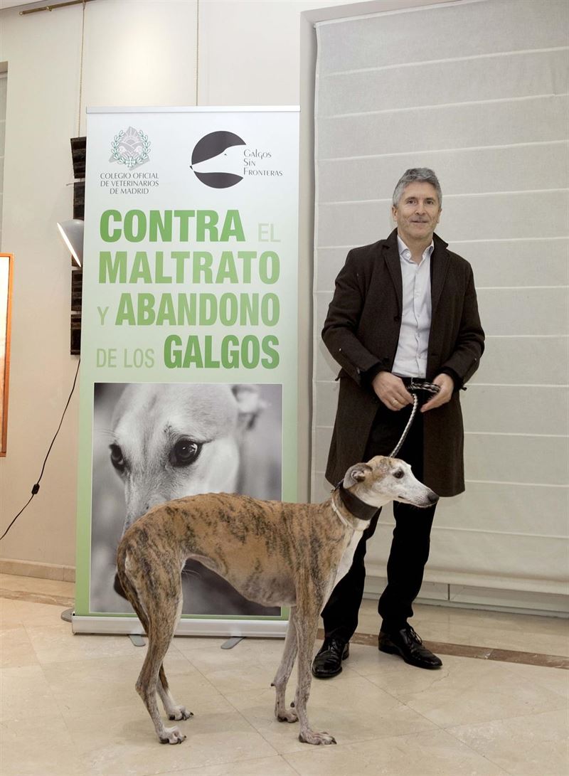 Veterinarios y defensores de los galgos ‘alianza’ para exigir una ley estatal contra el maltrato animal
