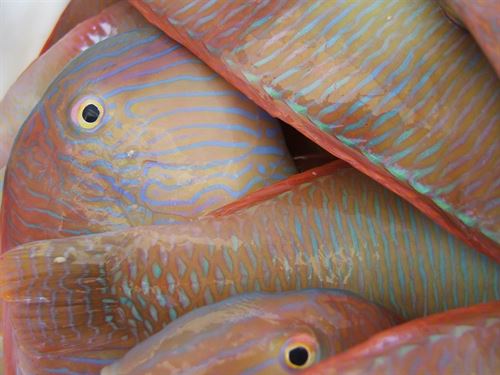 Europa ‘pasa’ de las recomendaciones científicas respecto a la pesca