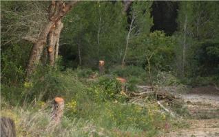 Ecologistes en Acció presenta una denuncia ante Seprona por una tala ilegal de pinos en la Devesa de El Saler