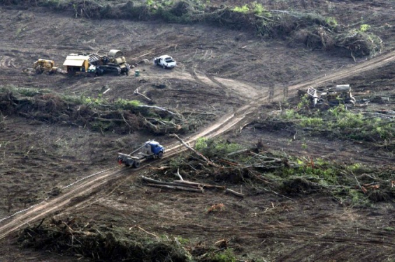 Se han perdido 5 millones de hectáreas de superficie forestal en 7 años
