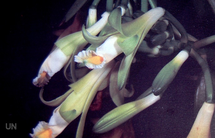 La vainilla en peligro de extinción