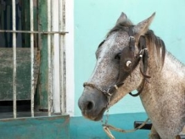 Sesenta ciudades francesas utilizan caballos de tiro para la recogida de basura