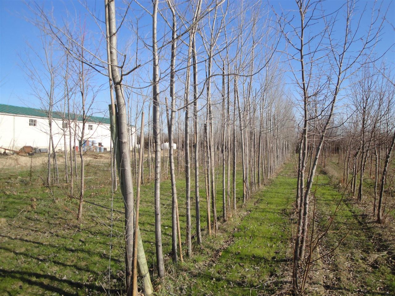 Navarra apuesta por la producción de plantas forestales en el Vivero de Marcilla