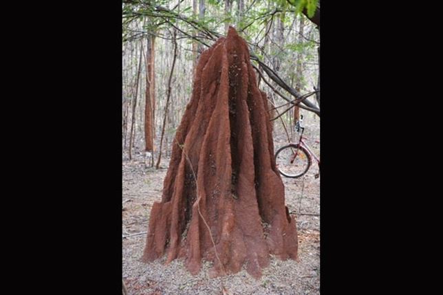 Las termitas tienen un ‘máster’ en aire acondicionado