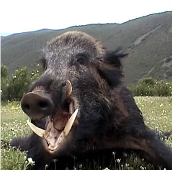 Exigen el fin de la caza mayor deportiva en toda la UE