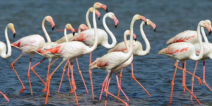 40 personas participan en el censo de pájaros acuáticos en el Delta de lEbre