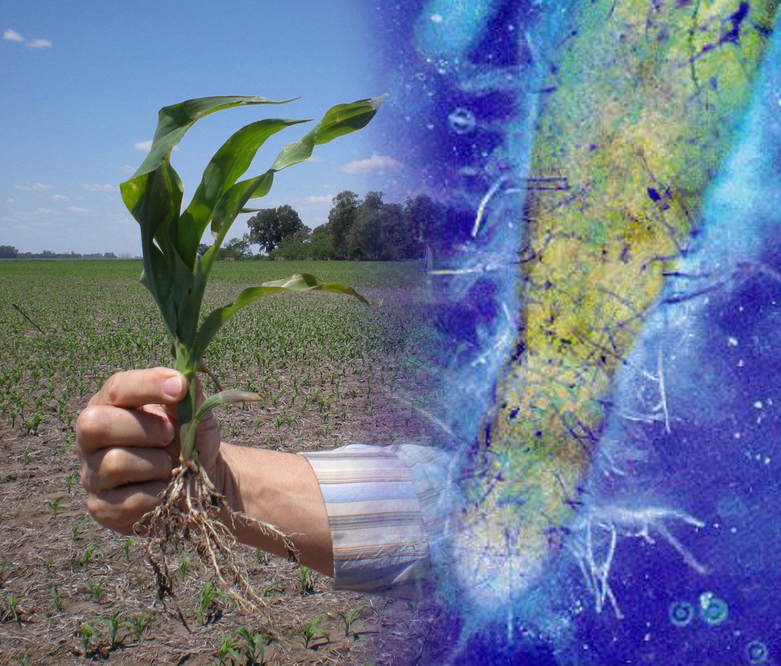 Analizan efecto de la sal en microorganismos de suelos agrícolas