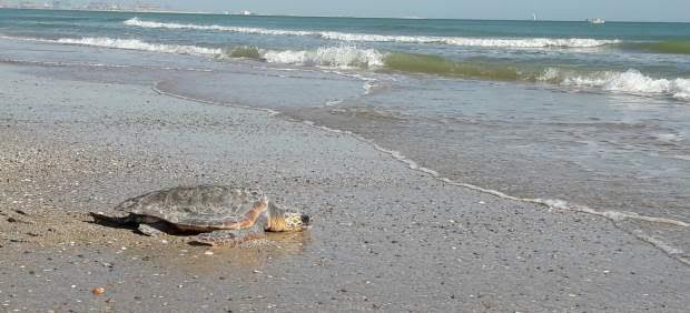 Liberan a tres tortugas bobas en la playa de El Saler tras superar su proceso de rehabilitación