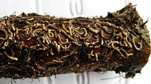 En Colombia utilizan gusanos marinos como indicadores biológicos